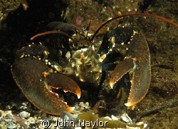 Lobster.St.Abbs marine reserve.Scotland.d200 60mm macro by John Naylor 